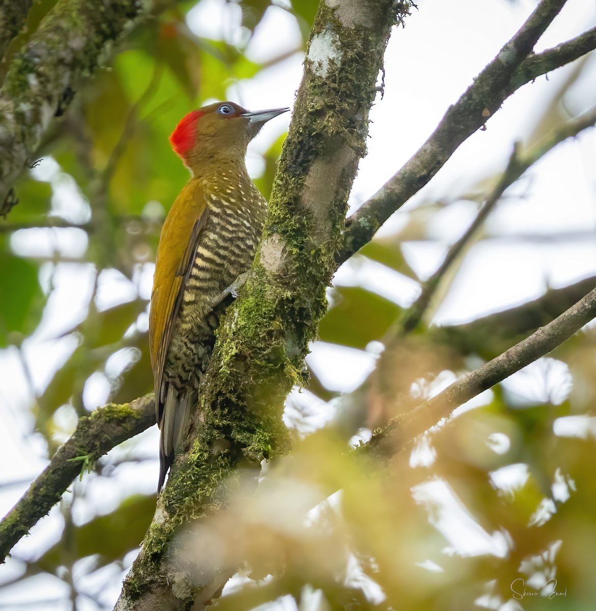 Rufous-winged Woodpecker - ML637905857