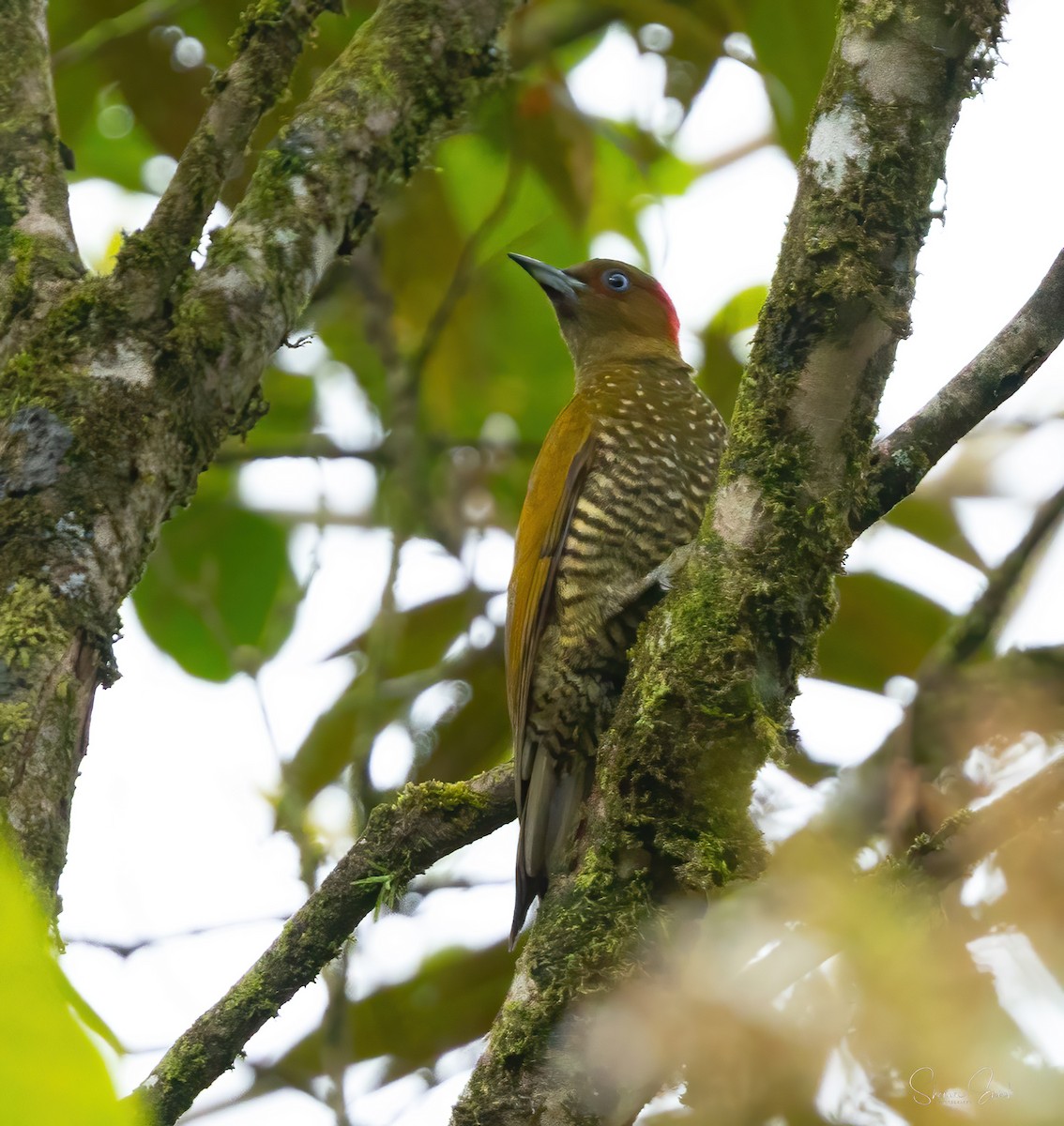 Rufous-winged Woodpecker - ML637905861