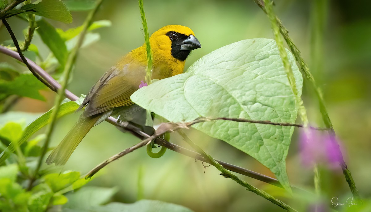 Black-faced Grosbeak - ML637905880