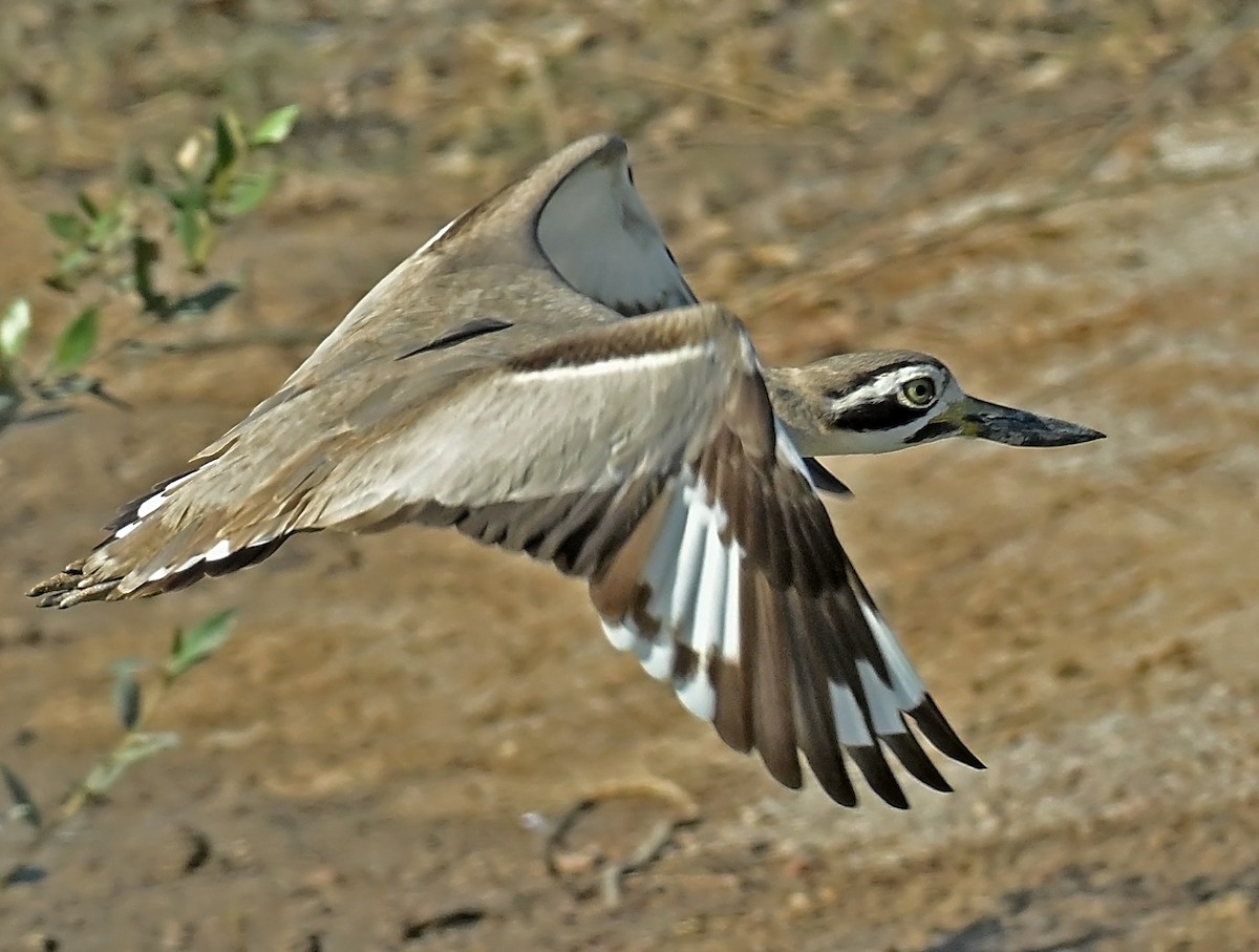 Great Thick-knee - ML637905915