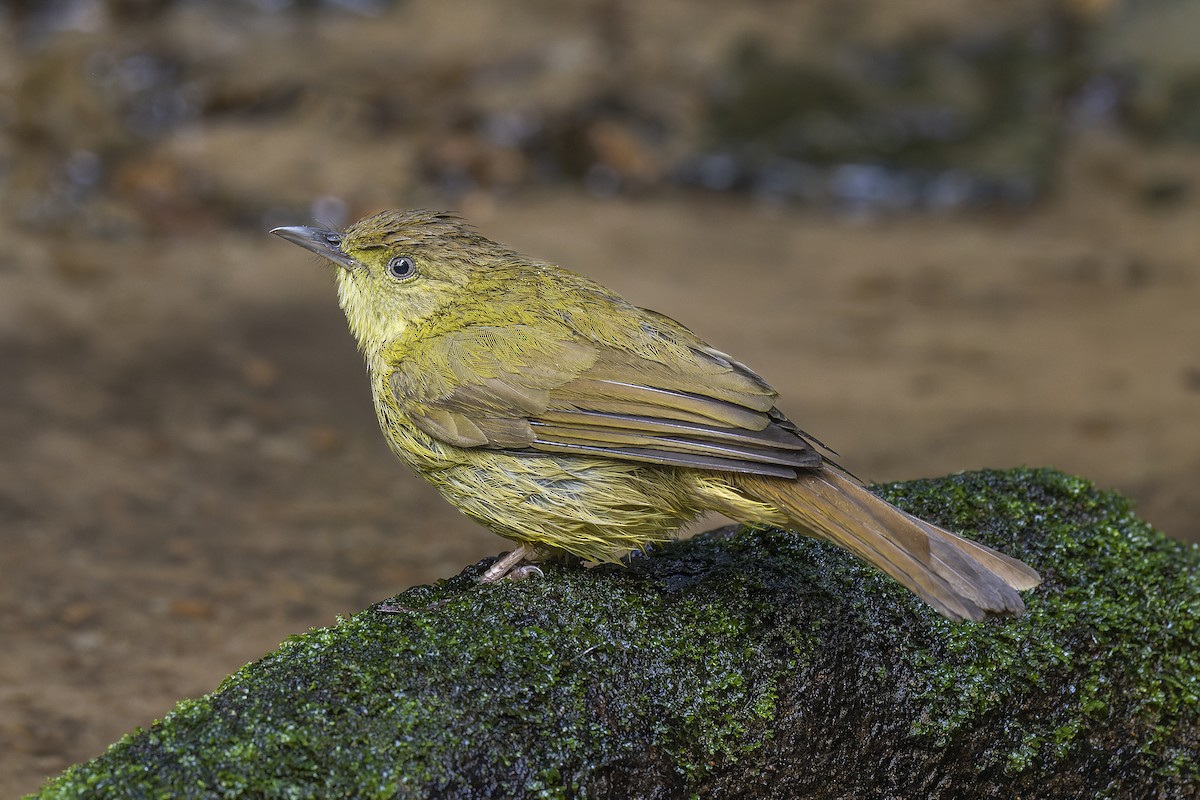 Cachar Bulbul - ML637905973