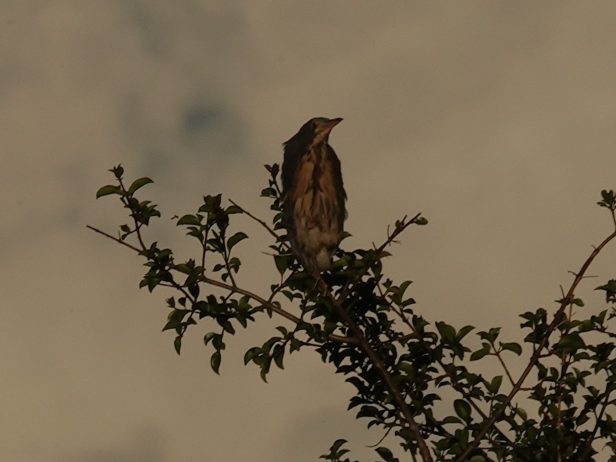 Dwarf Bittern - ML637905977