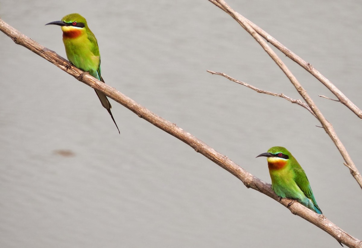 Blue-tailed Bee-eater - ML637906035