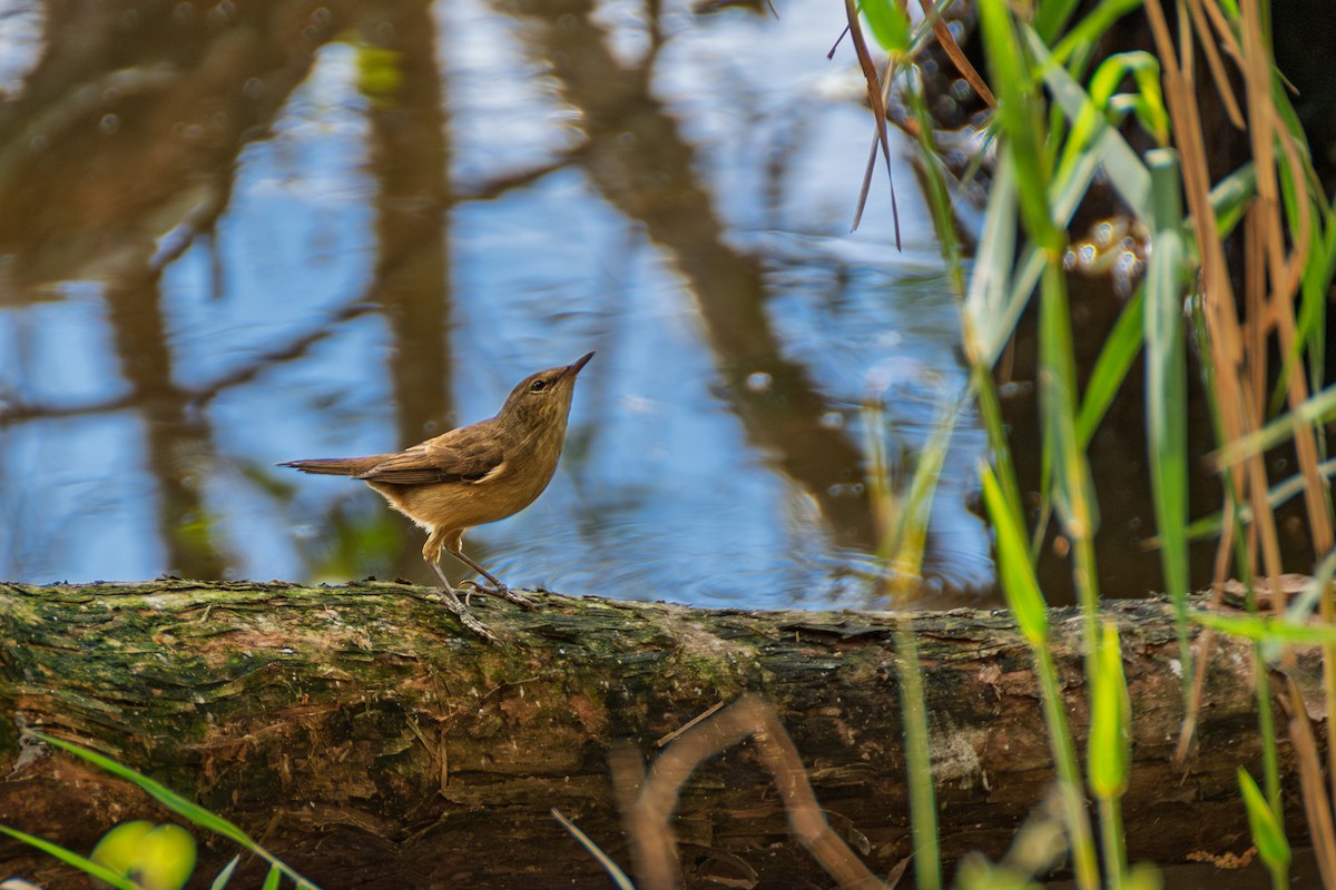 Australian Reed Warbler - ML637906041