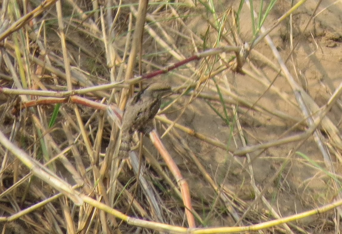 Eurasian Wryneck - ML637906042
