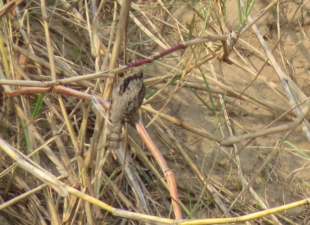 Eurasian Wryneck - ML637906043