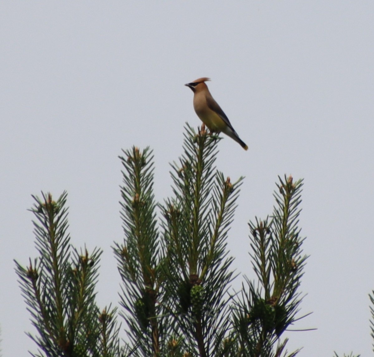 Cedar Waxwing - ML637906112