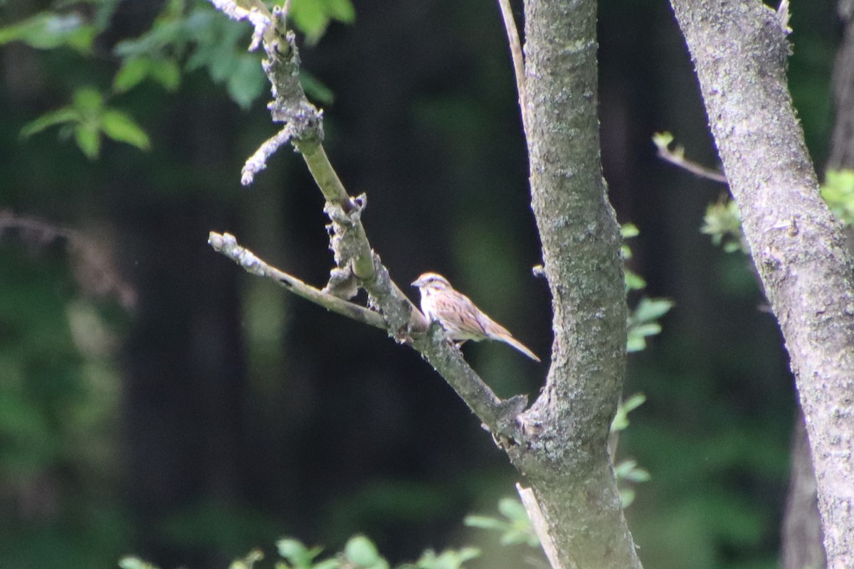 Song Sparrow - ML637906123