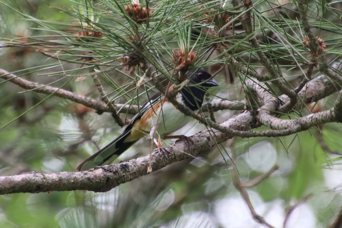 Eastern Towhee - ML637906142