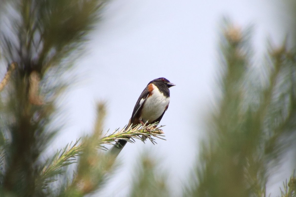 Eastern Towhee - ML637906143