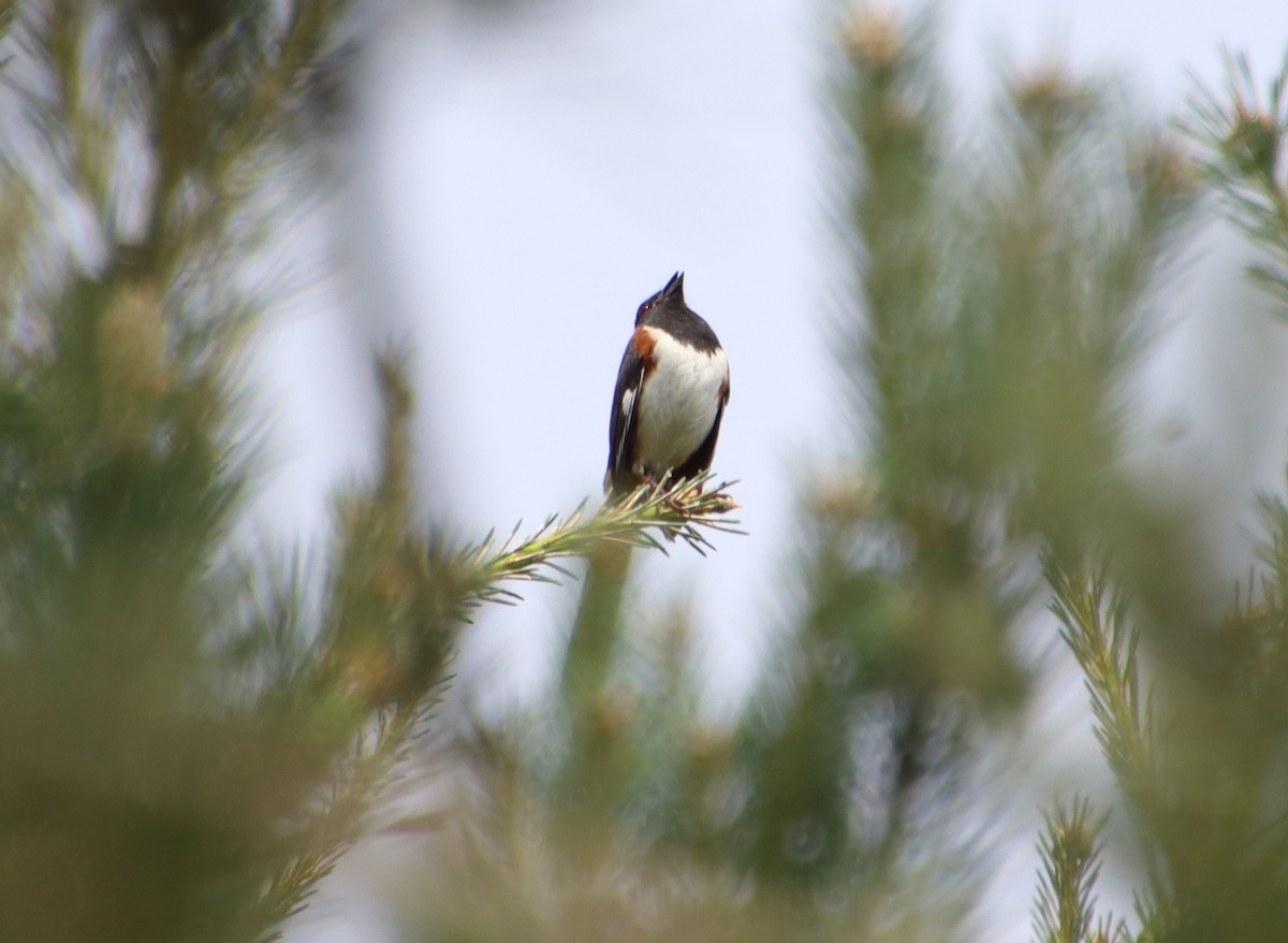 Eastern Towhee - ML637906144