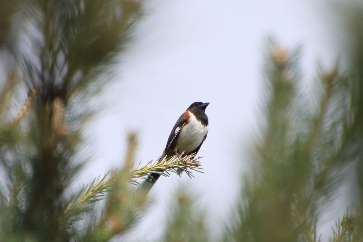 Eastern Towhee - ML637906145