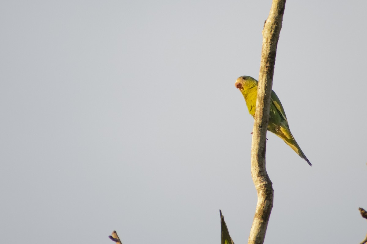 White-winged Parakeet - ML637906154