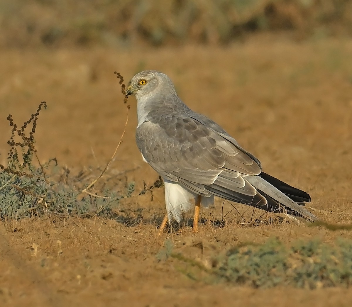 Pallid Harrier - ML637906160