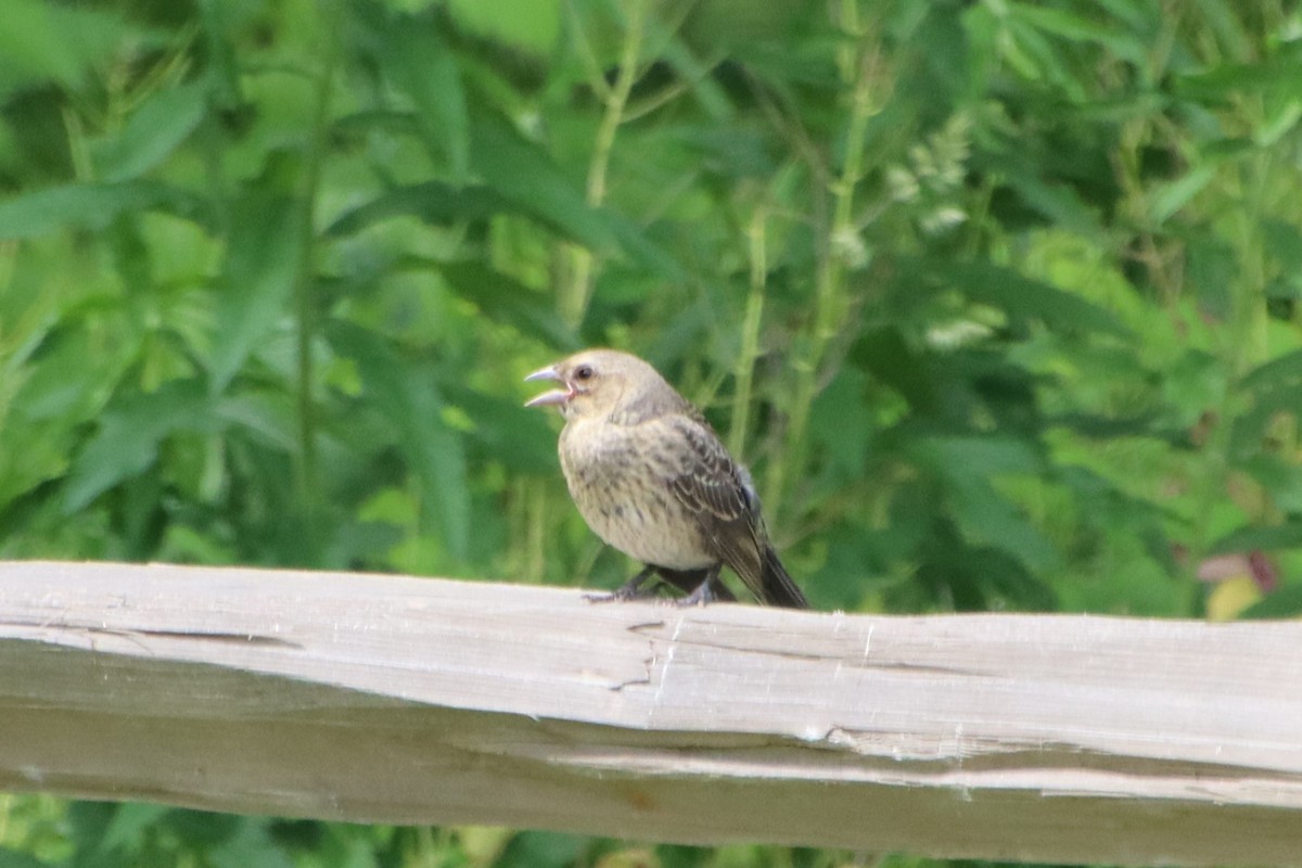 Brown-headed Cowbird - ML637906164