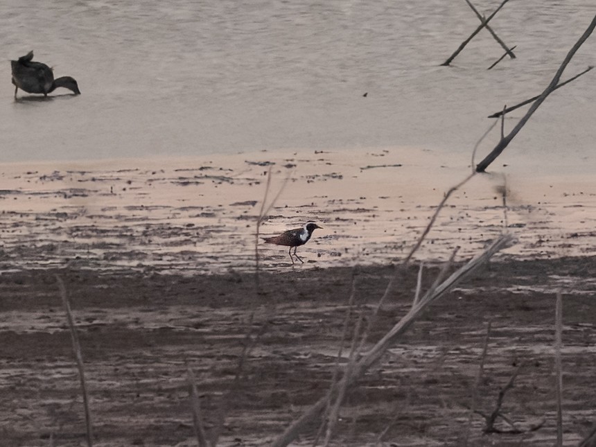 American Golden-Plover - ML637906167