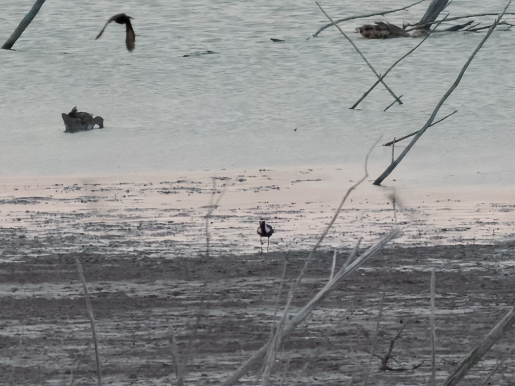 American Golden-Plover - ML637906168