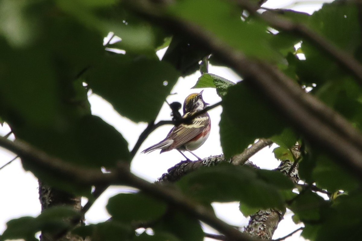 Chestnut-sided Warbler - ML637906179