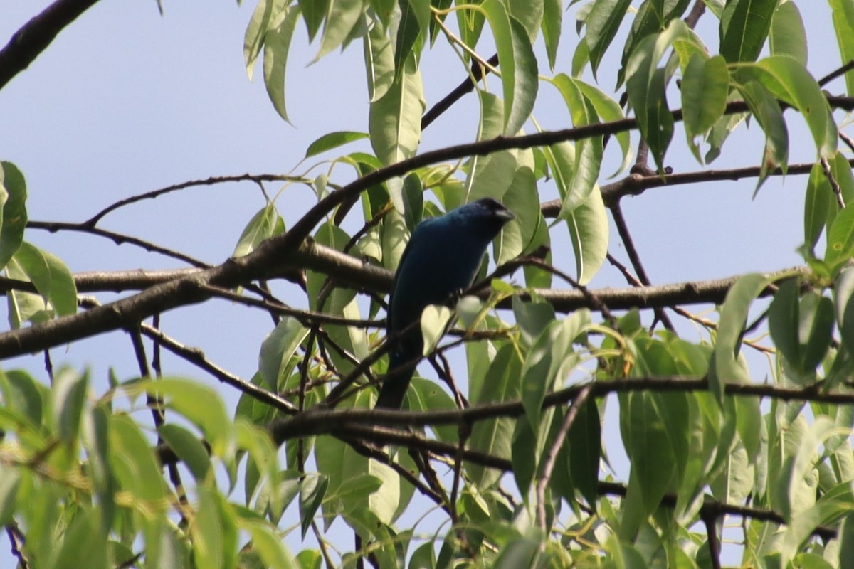 Indigo Bunting - ML637906217