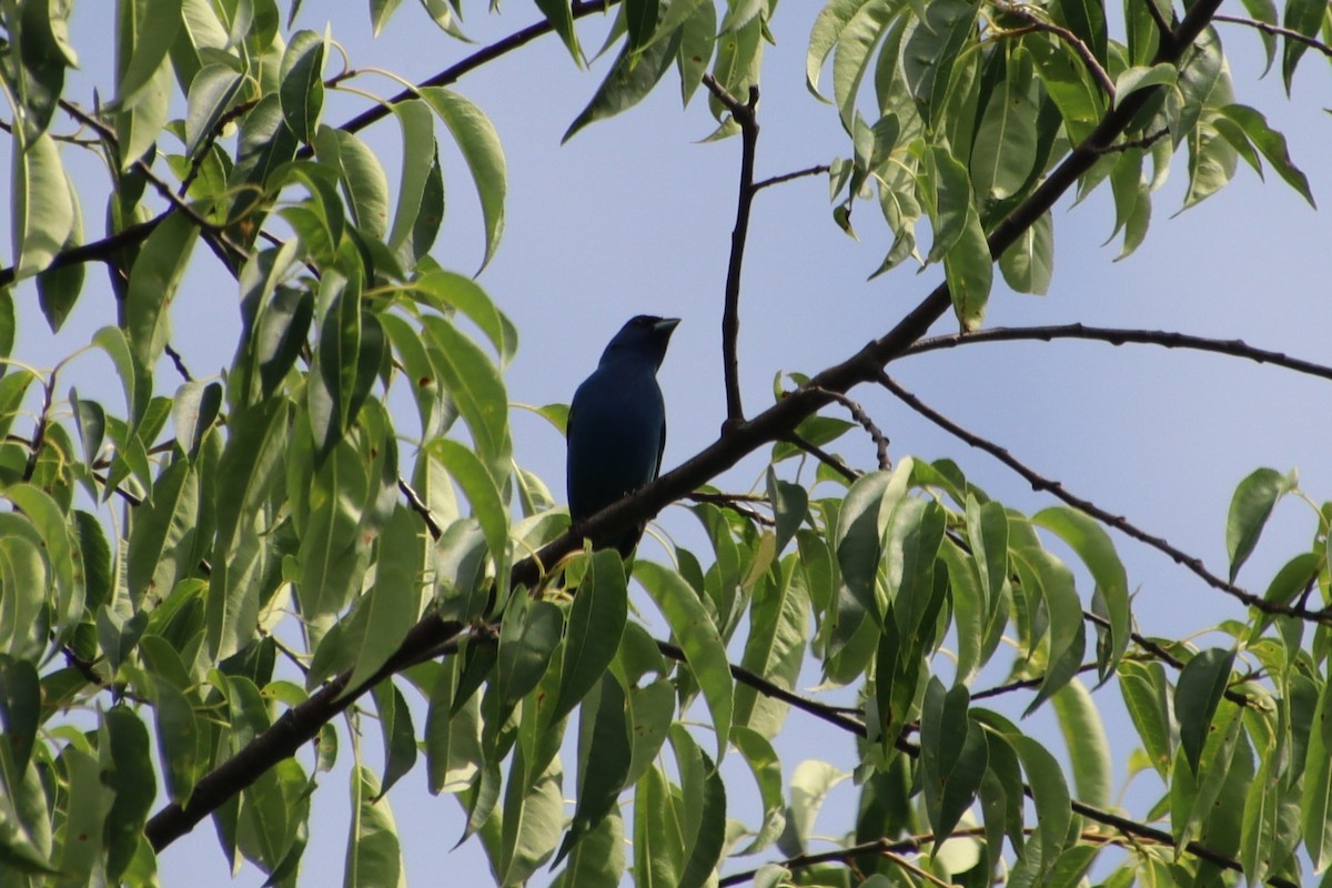 Indigo Bunting - ML637906223