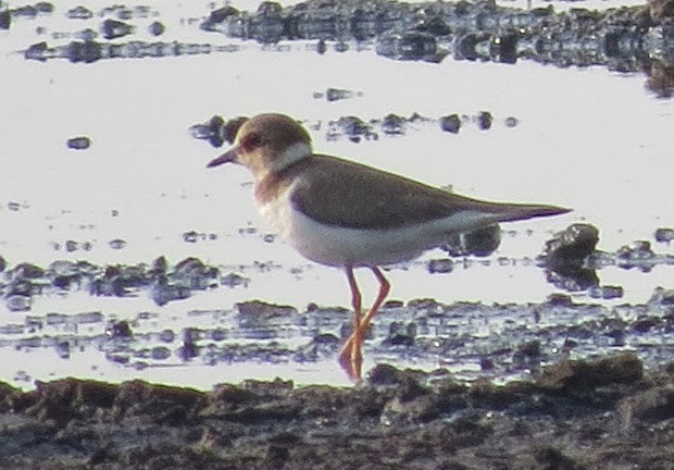 Little Ringed Plover - ML637906243
