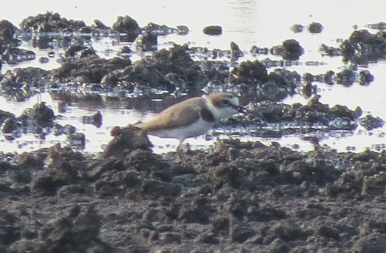Kentish Plover - ML637906249