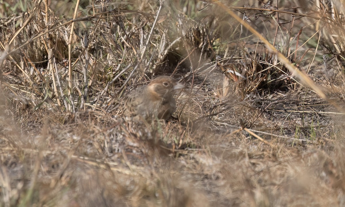 Fischer's Sparrow-Lark - ML637906258