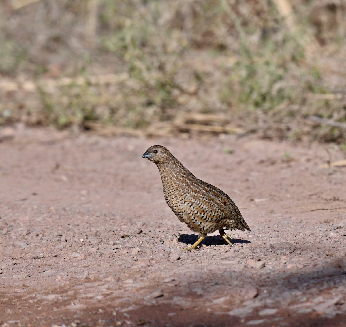 Brown Quail - ML637906292