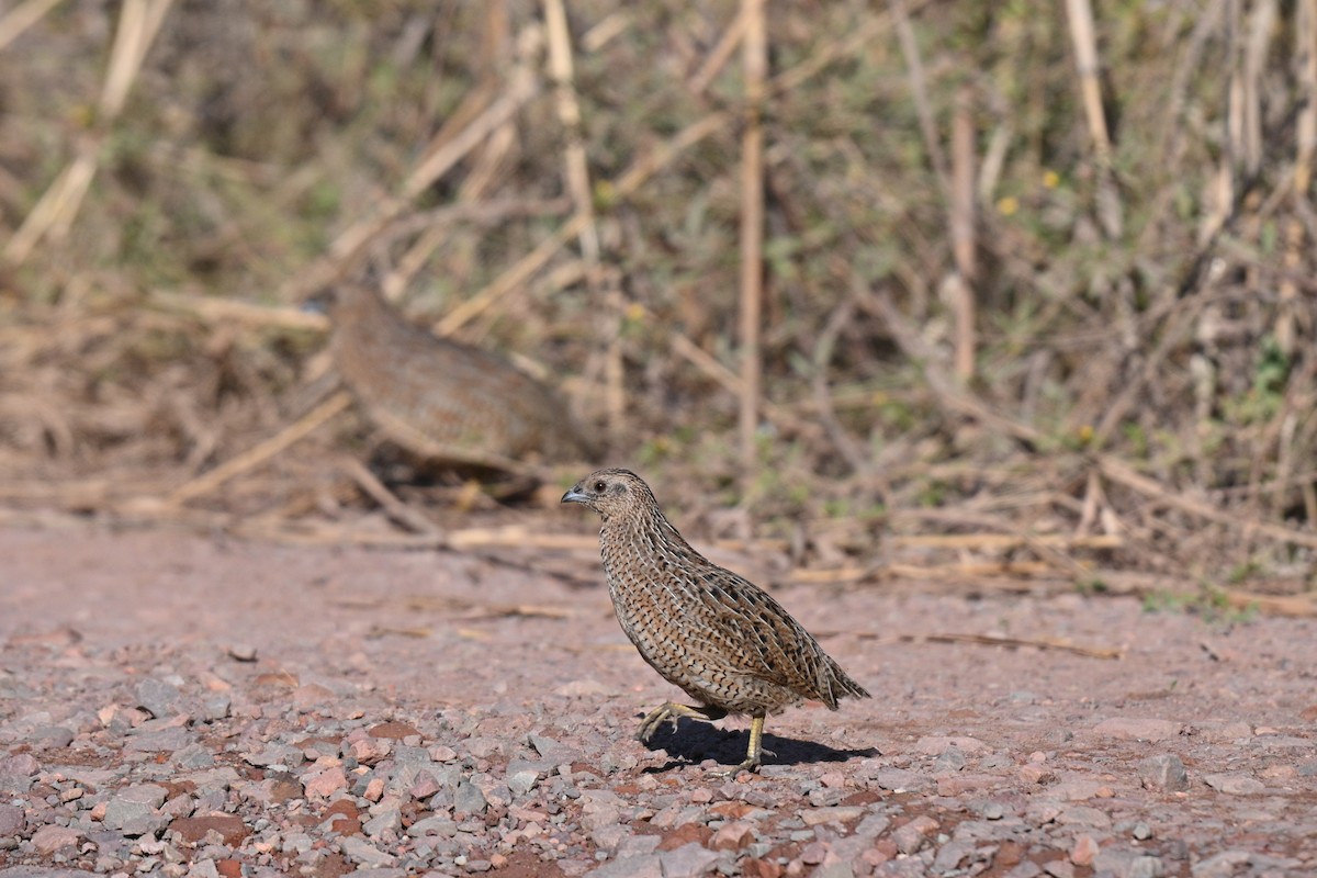 Brown Quail - ML637906293