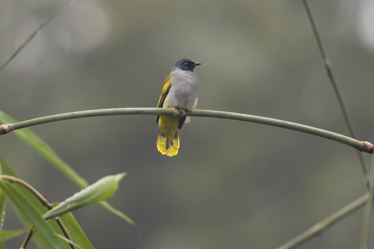 Black-headed Bulbul - ML637906297