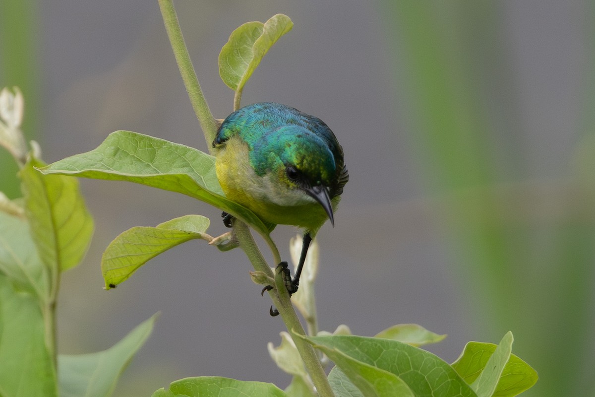 Collared Sunbird - ML637906318