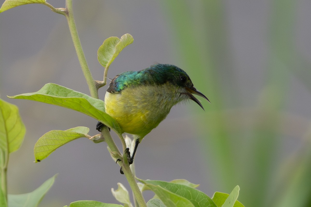 Collared Sunbird - ML637906319