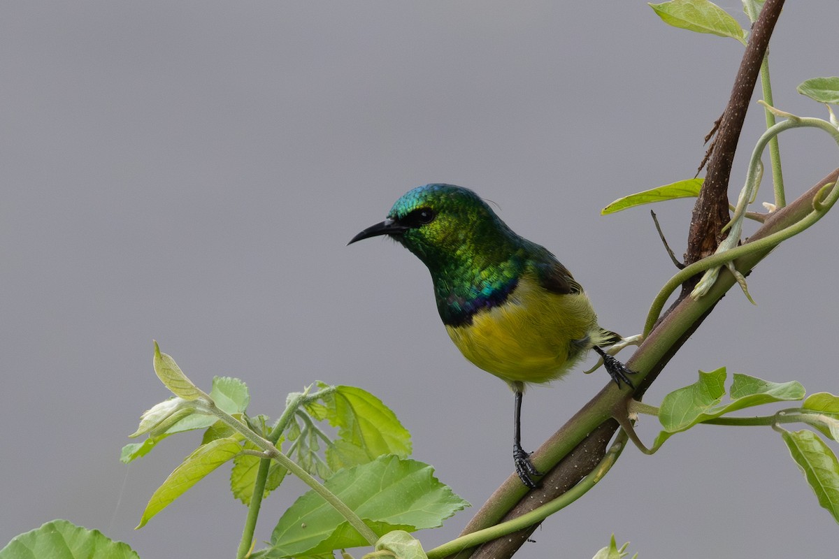 Collared Sunbird - ML637906320
