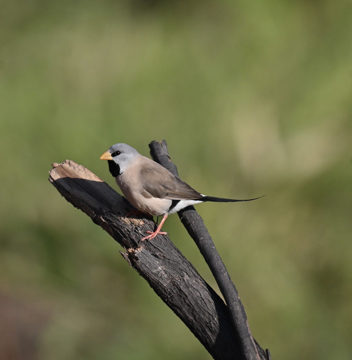 Long-tailed Finch - ML637906351