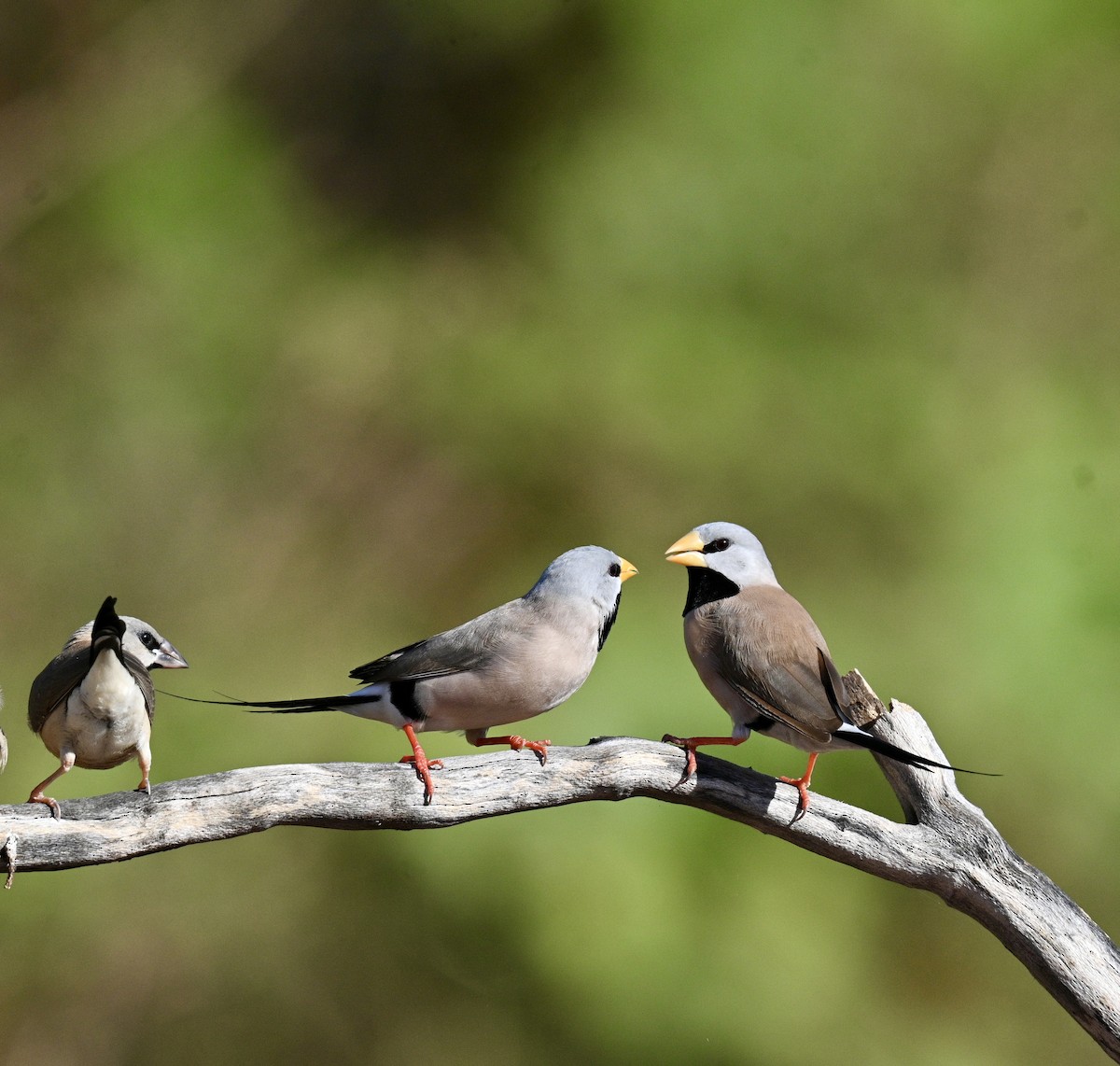 Long-tailed Finch - ML637906352
