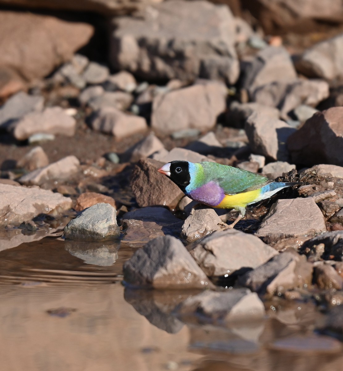 Gouldian Finch - ML637906361