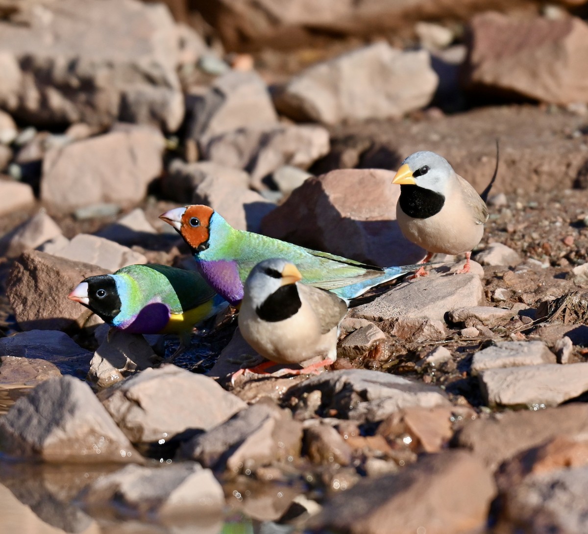 Gouldian Finch - ML637906362