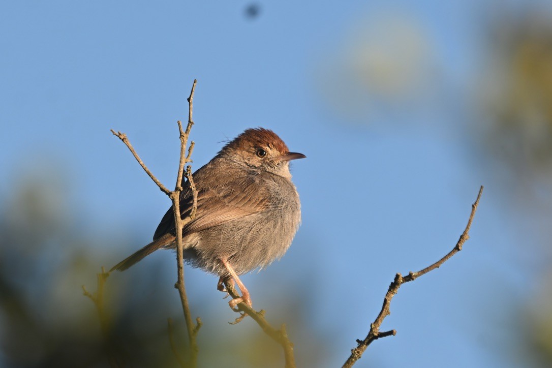 Piping Cisticola - ML637906412