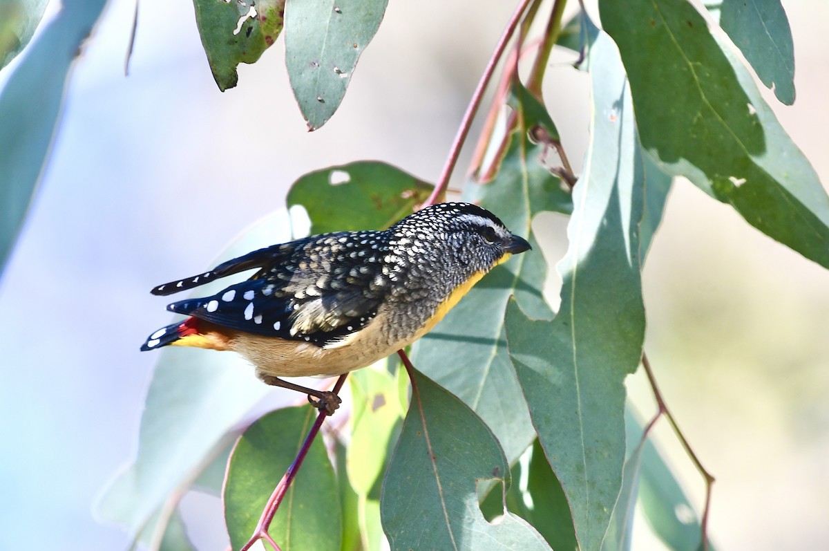 Spotted Pardalote - ML637906450