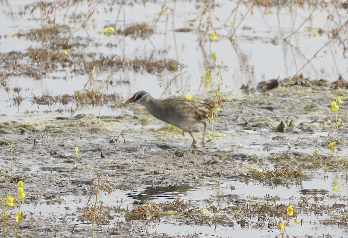 White-browed Crake - ML637906491