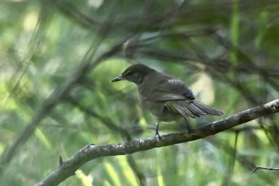 Terrestrial Brownbul - ML637906502