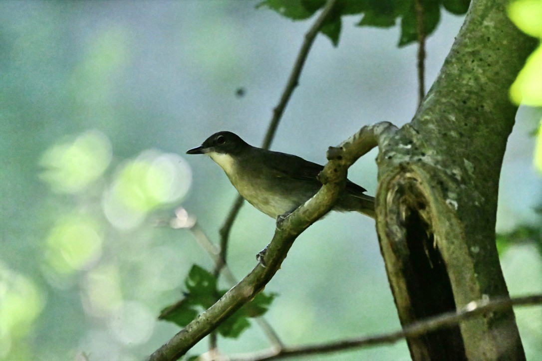 Terrestrial Brownbul - ML637906503