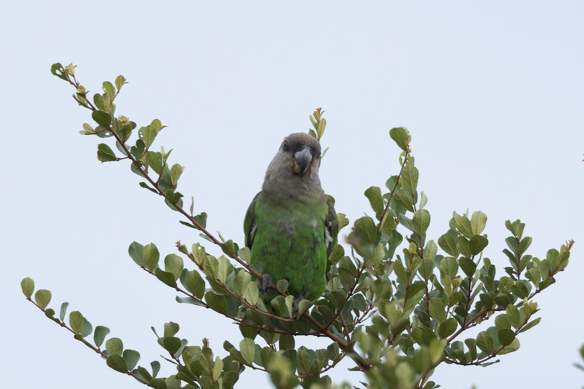 Brown-headed Parrot - ML637906507