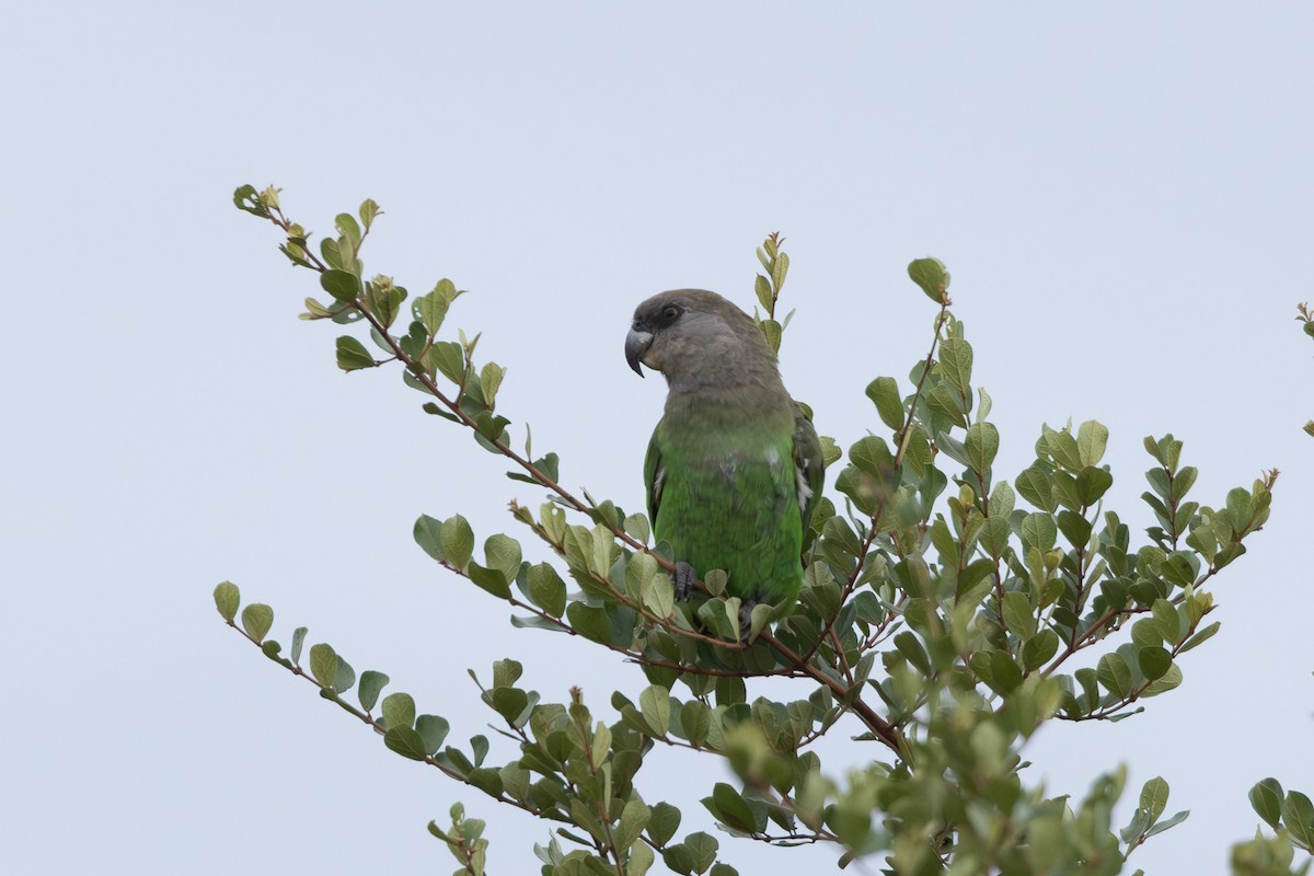 Brown-headed Parrot - ML637906508