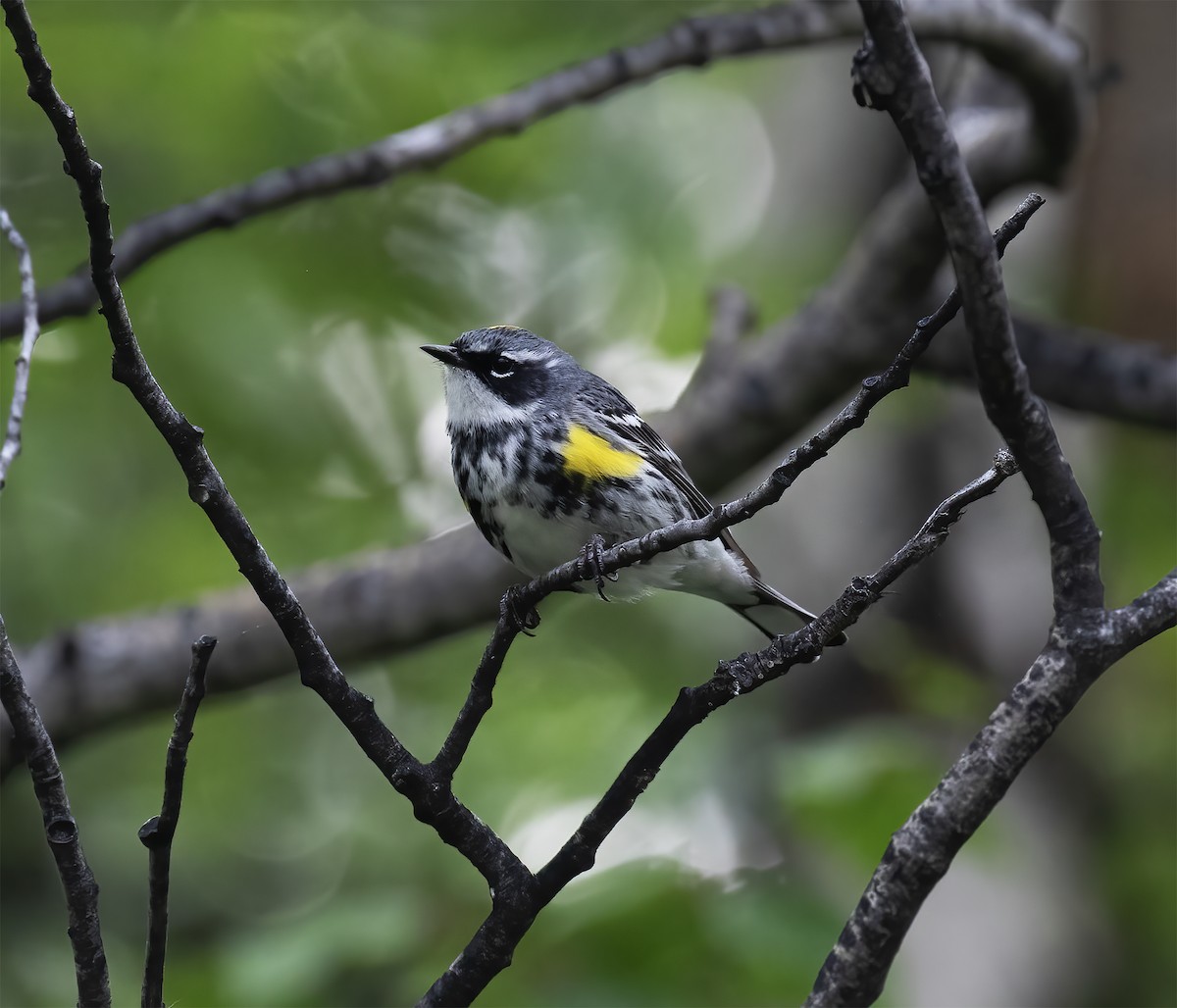 Yellow-rumped Warbler - ML637906514