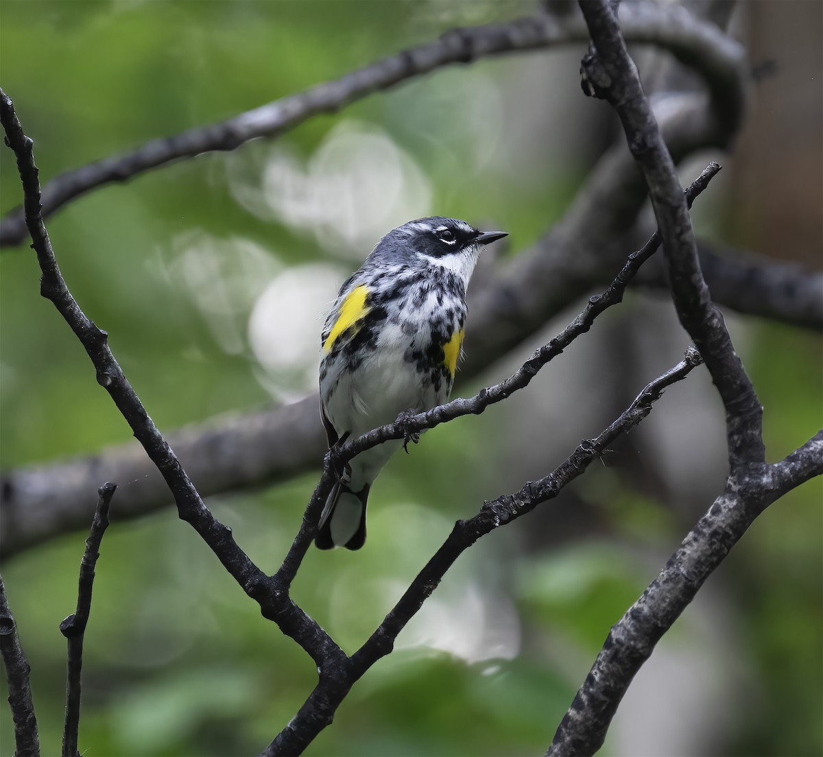Yellow-rumped Warbler - ML637906515