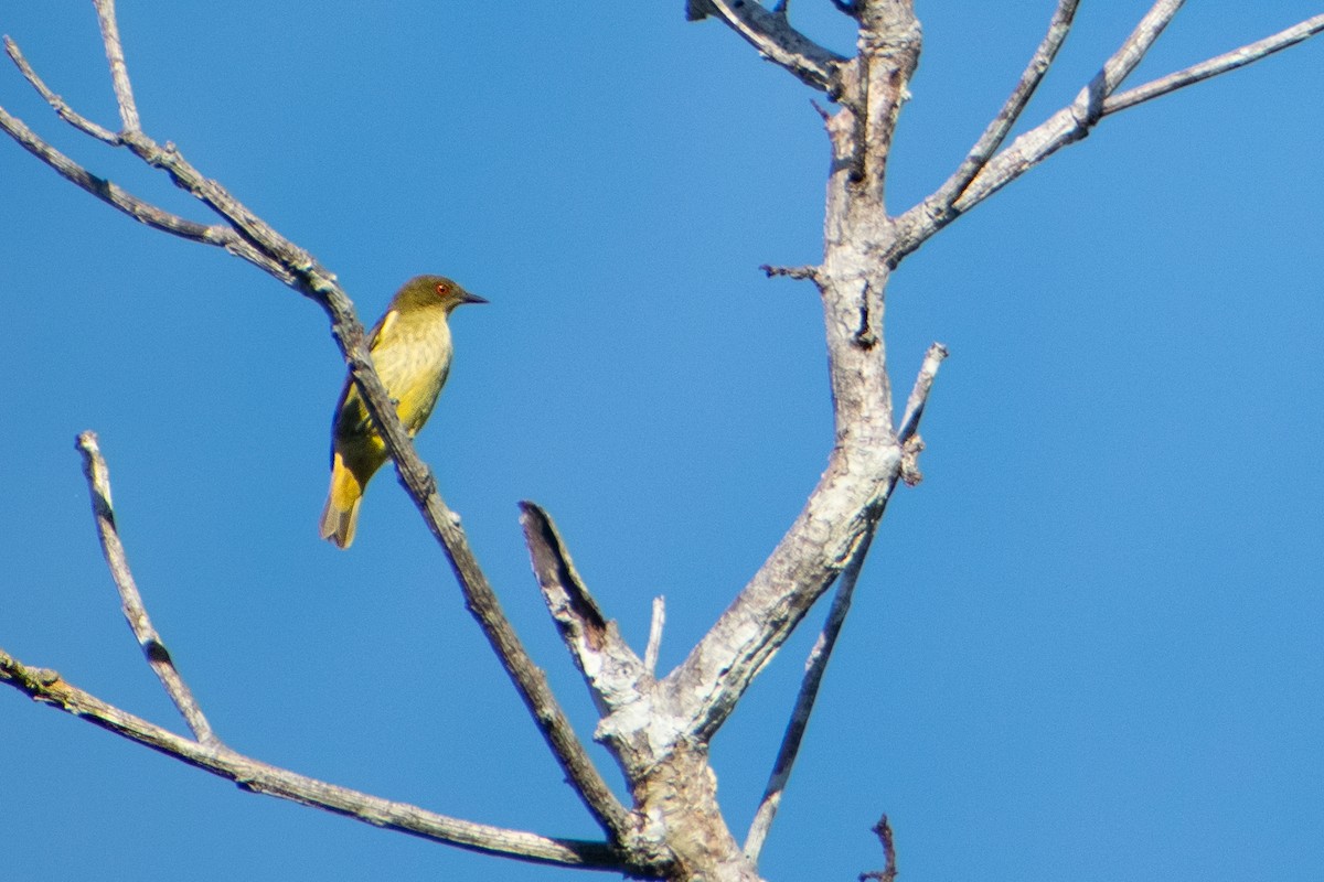 Yellow-bellied Dacnis - ML637906516