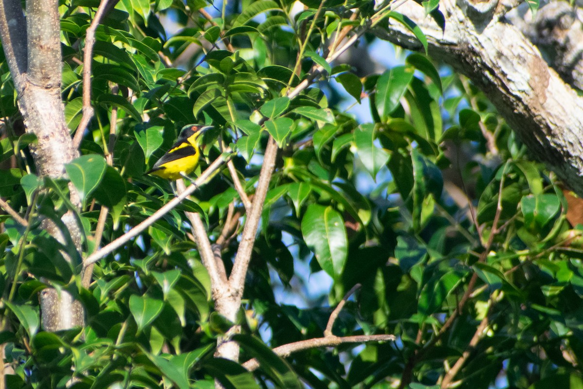 Yellow-bellied Dacnis - ML637906517