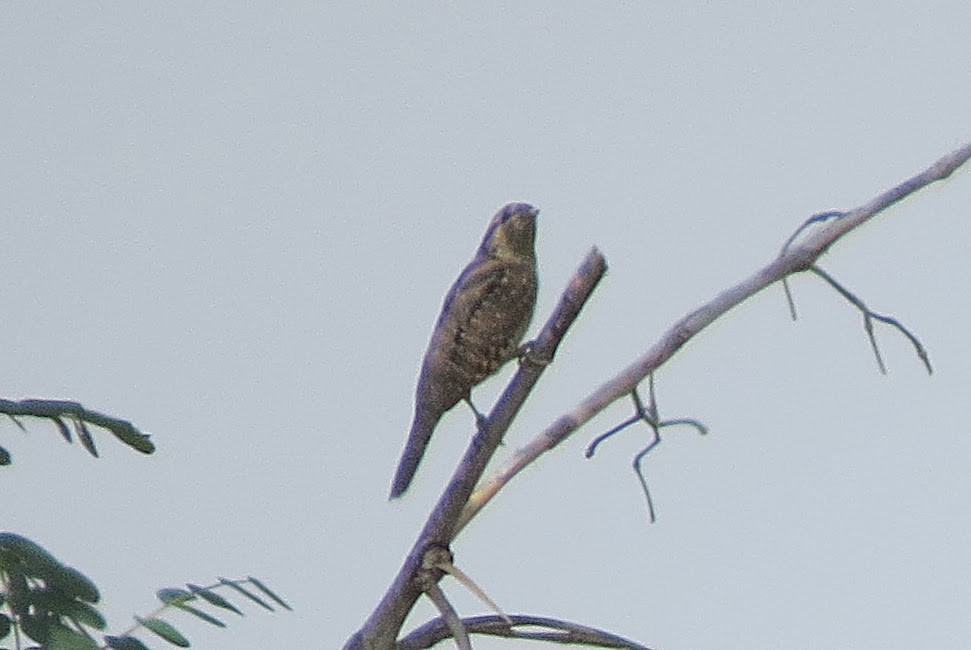 Eurasian Wryneck - ML637906577