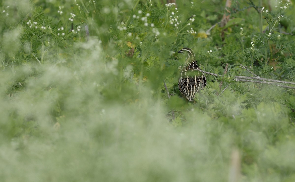 Rain Quail - ML637906584